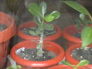 adenium