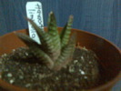 haworthia limifolia