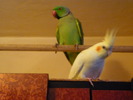 P1000918 rory, niki