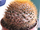 Mammillaria nivosa