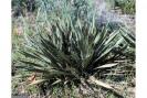 yucca