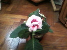 gloxinia mea draga