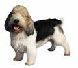 petit_basset_griffon_vendeen