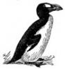 unul dintre cei mai rari pinguini
