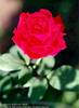 rose057