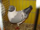 06284 modenezg 1