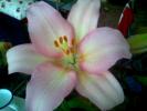 Lilium Candidum roz 7