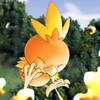 imagenes-pokemon-torchic-p
