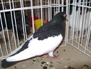 Picture 108