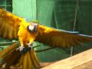 crescatorie de papagali ara ararauna