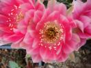 Lobivia violaciflora