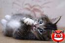 funpic_20734
