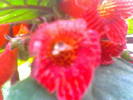 kohleria