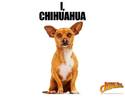 beverly_hills_chihuahua02