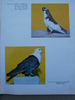 cresterea porumbeilor-peterfi 288