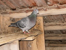 poze porumbei andrei 045