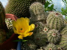 echinocereus_stoloniferus_ssp.tayopensis