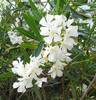 oleander
