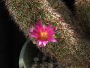 mammillaria_viperina_080516