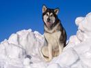 Malamut Alsacian Dogs Wallpapers Poze cu Caini