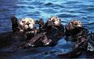 OTTERS