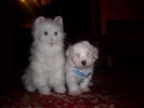 Bichon Maltese