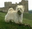 WESTIE