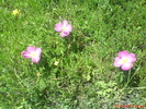 DSC00305