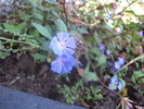 Ceratostigma plumbaginoides 15 oct 2009