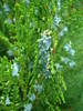 Thuja_Arborvitae (2009, May 13)