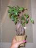 bonsai ficus