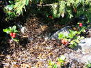DSCF4478