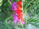 DSC00611