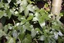 HEDERA HELIX.1