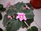 Violete de Parma