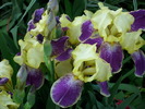 DSCI0487
