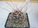 Ferocactus hamatacanthus Celabo, Durango