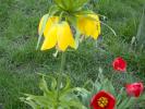 fritillaria