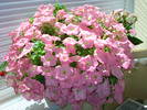 Picture 7582