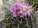 echinofossulocactus_arrigens