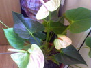 anthurium alb