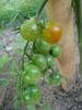 Tomato Sweet Million (2009, July 09)