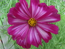 Cosmea 17 aug 2009 (4)