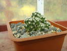Mammillaria haudeana