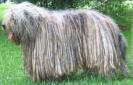 m_bergamasco_h01