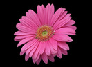 pinkflower