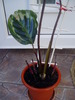 CALATHEA-COBANITA