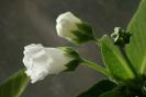 sinningia speciosa