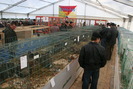 EXPO-PAS Suceava 2009
