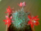 Rebutia ithycantha